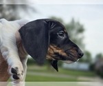Small Photo #5 Dachshund Puppy For Sale in CHOCTAW, OK, USA