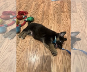 German Shepherd Dog Puppy for sale in LONG BEACH, CA, USA