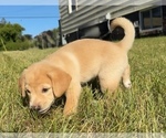 Puppy Pooh Bear Beagle-Shiba Inu Mix