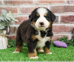 Small #4 Bernese Mountain Dog