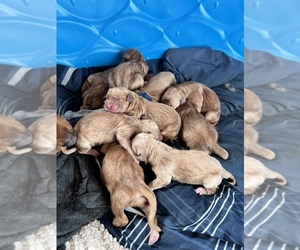 Golden Retriever Puppy for sale in WADDELL, AZ, USA