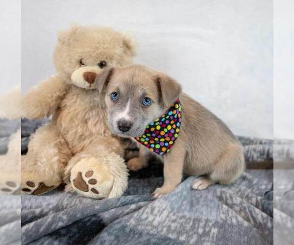 Medium Photo #2 Mutt Puppy For Sale in Kennesaw, GA, USA