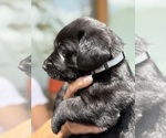 Small #1 Labrador Retriever