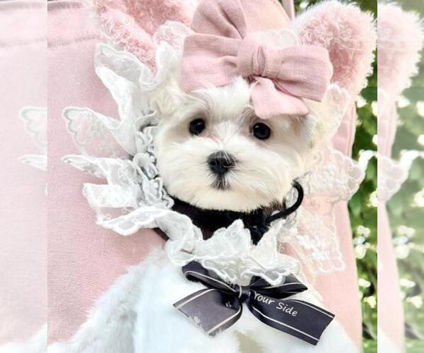 Medium Photo #3 Maltese Puppy For Sale in TAMPA, FL, USA