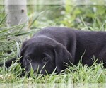 Small Photo #8 Labrador Retriever Puppy For Sale in PARSHALL, CO, USA