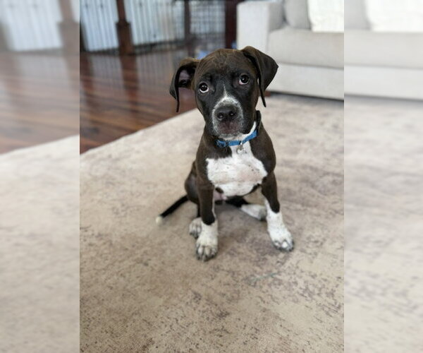 Medium Photo #2 Boxer-Unknown Mix Puppy For Sale in MIDWAY, UT, USA