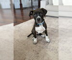 Small #1 Boxer Mix