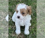 Small Photo #4 Cavapoo Puppy For Sale in GREENVILLE, MO, USA