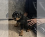 Small #13 Rottweiler