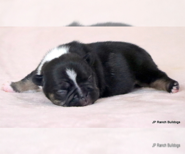 Medium Photo #8 French Bulldog Puppy For Sale in WINNSBORO, TX, USA