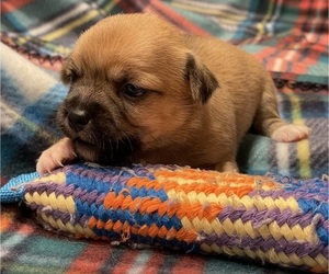 Chi-Chi Puppy for sale in SOUTHERN PINES, NC, USA