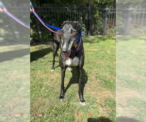 Vance - Male Greyhound Dog for Adoption - Photo #2