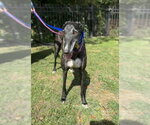 Small Photo #2 Greyhound Puppy For Sale in Cherry Hill, NJ, USA