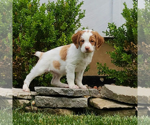 Brittany Dog for Adoption in NEW RICHMOND, Ohio USA