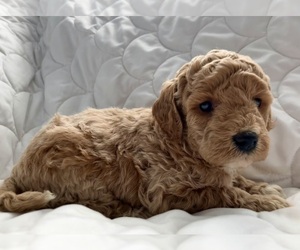 Labradoodle Puppy for sale in DAVENPORT, IA, USA
