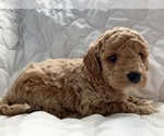 Small Labradoodle
