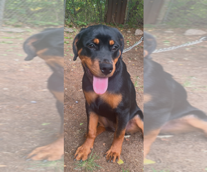 Rottweiler Puppy for sale in WATERBURY, CT, USA