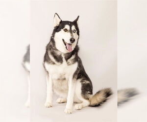 Siberian Husky Dogs for adoption in Ogden, UT, USA