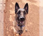 Small Photo #21 German Shepherd Dog-Unknown Mix Puppy For Sale in Kanab, UT, USA