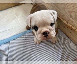 Bulldog Puppy for sale in DENVER, IN, USA