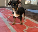 Small #2 German Hunting Terrier-Lowchen Mix