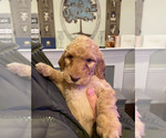 Small Photo #1 Goldendoodle Puppy For Sale in WAKE FOREST, NC, USA