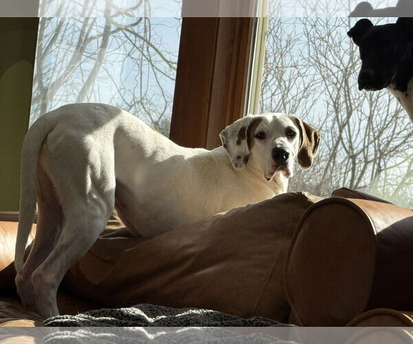 Medium Photo #5 Coonhound-Unknown Mix Puppy For Sale in East Derry, NH, USA