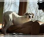 Small #4 Coonhound Mix