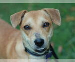 Small #4 Dachshund Mix