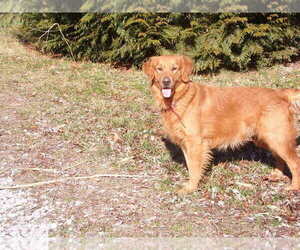 Father of the Golden Retriever puppies born on 05/02/2023