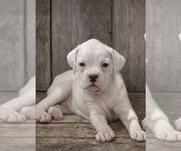 Medium Photo #1 Boxer Puppy For Sale in SAPULPA, OK, USA