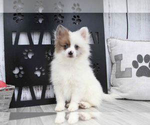 Pomeranian Puppy for sale in MARIETTA, GA, USA