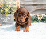Small Photo #8 Dachshund Puppy For Sale in NAPPANEE, IN, USA