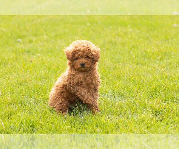 Medium Photo #5 Miniature Labradoodle Puppy For Sale in NAPPANEE, IN, USA