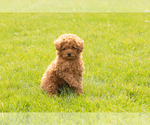 Small Photo #5 Miniature Labradoodle Puppy For Sale in NAPPANEE, IN, USA