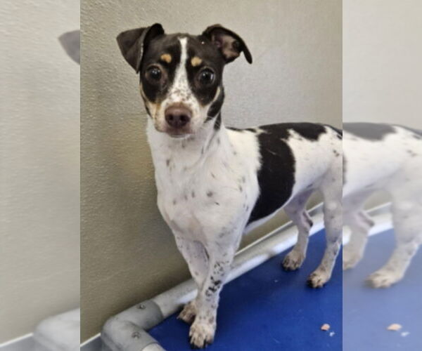 Medium Photo #1 Chihuahua-Unknown Mix Puppy For Sale in Lakewood, CO, USA