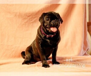 Jug-Pug Mix Puppy for sale in LIBERTY, KY, USA