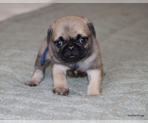 Pug Puppy for Sale in WINNSBORO, Texas USA