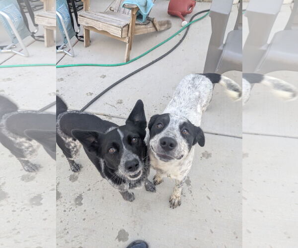 Medium Photo #5 Mutt Puppy For Sale in Sandy, UT, USA