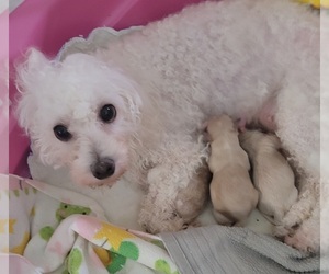 Mother of the Maltipoo puppies born on 04/27/2023