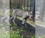 Small #8 Cane Corso