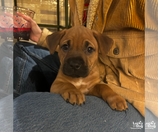 Medium Photo #6 Labrador Retriever-Unknown Mix Puppy For Sale in Washington, DC, USA
