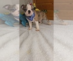 Small #5 Boston Terrier