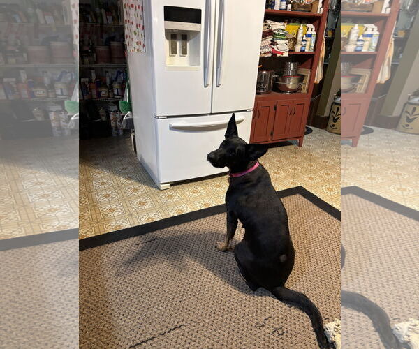 Medium Photo #5 Doberman Pinscher-German Shepherd Dog Mix Puppy For Sale in Minneaoplis, MN, USA