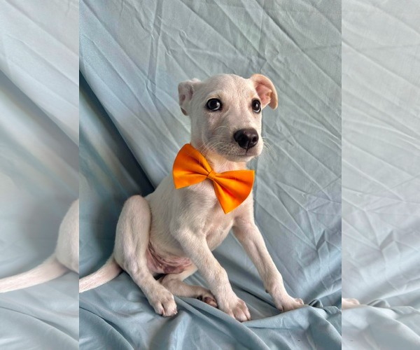 Medium Photo #2 Labrador Retriever-Unknown Mix Puppy For Sale in NYC, NY, USA