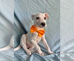 Small #1 Labrador Retriever Mix