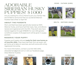 Siberian Husky Litter for sale in LAFAYETTE, OR, USA