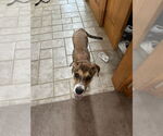 Small #7 Labrador Retriever Mix