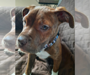 American Pit Bull Terrier-Unknown Mix Dogs for adoption in Plymouth, MN, USA