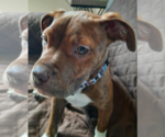 Small American Pit Bull Terrier Mix